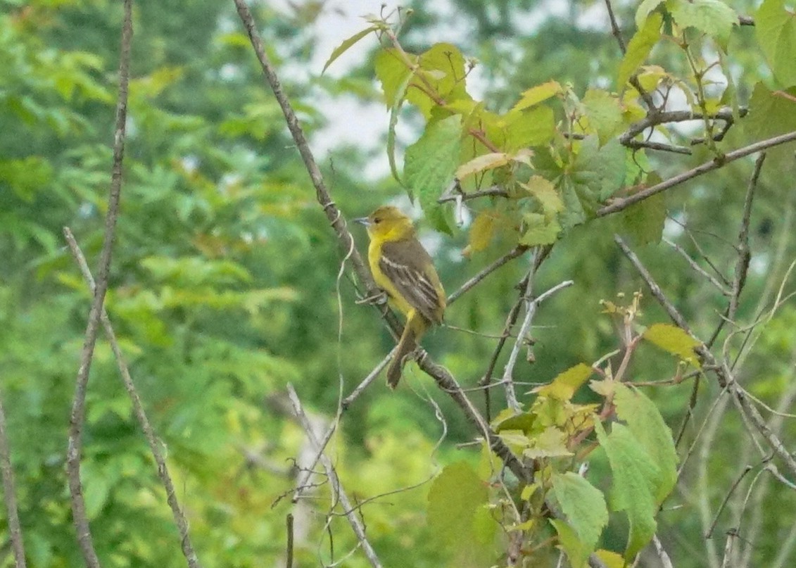 Orchard Oriole - Shawn Pfautsch