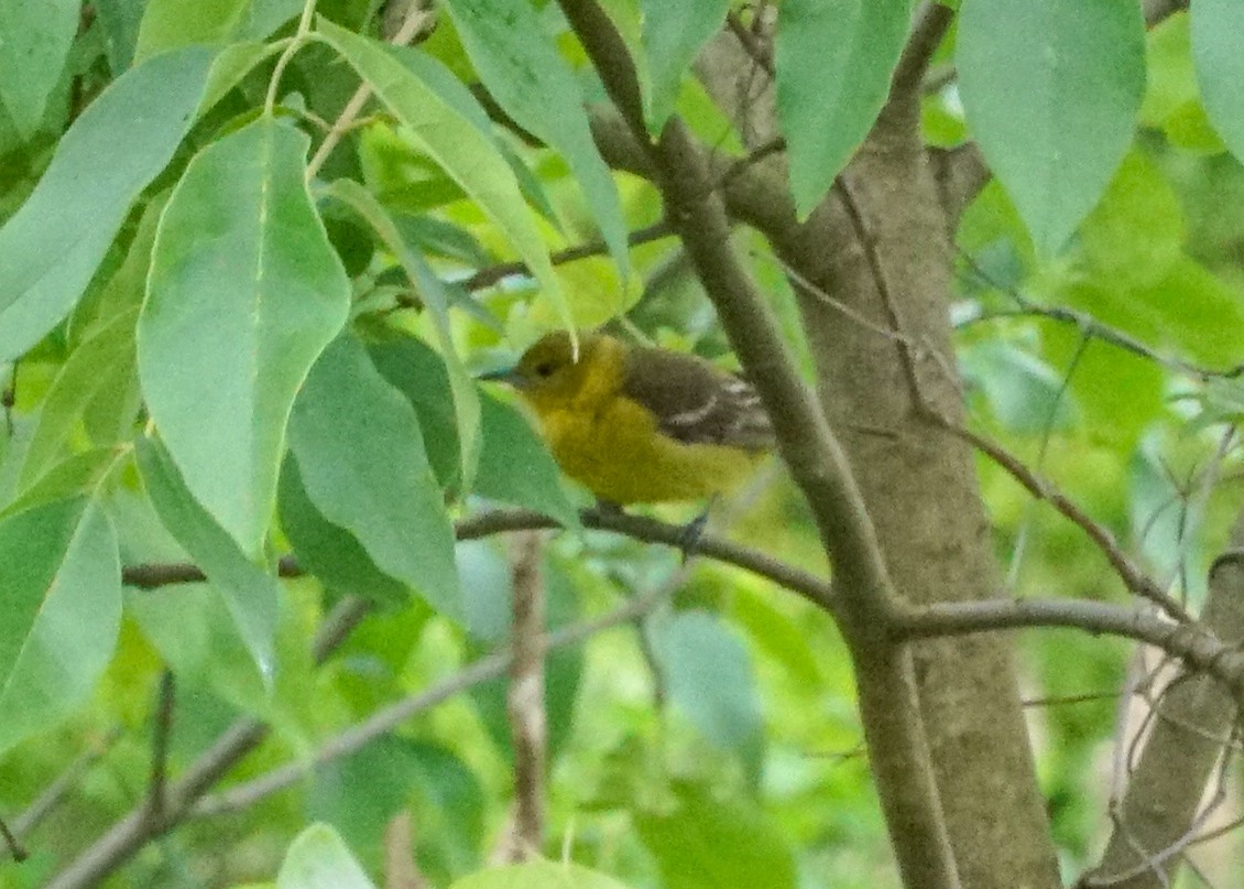 Orchard Oriole - Shawn Pfautsch