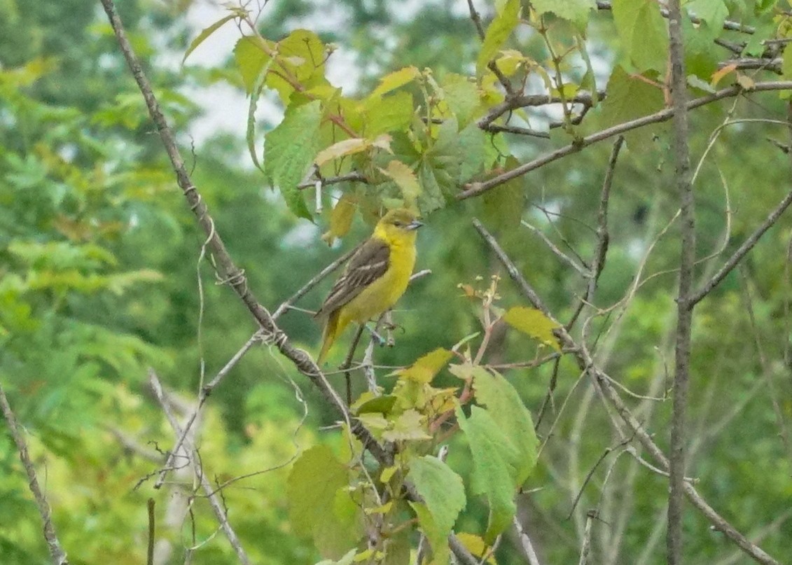 Orchard Oriole - ML619359655