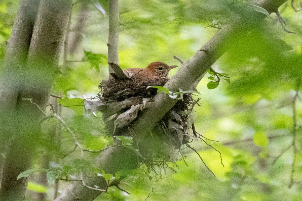 Wood Thrush - ML619359662