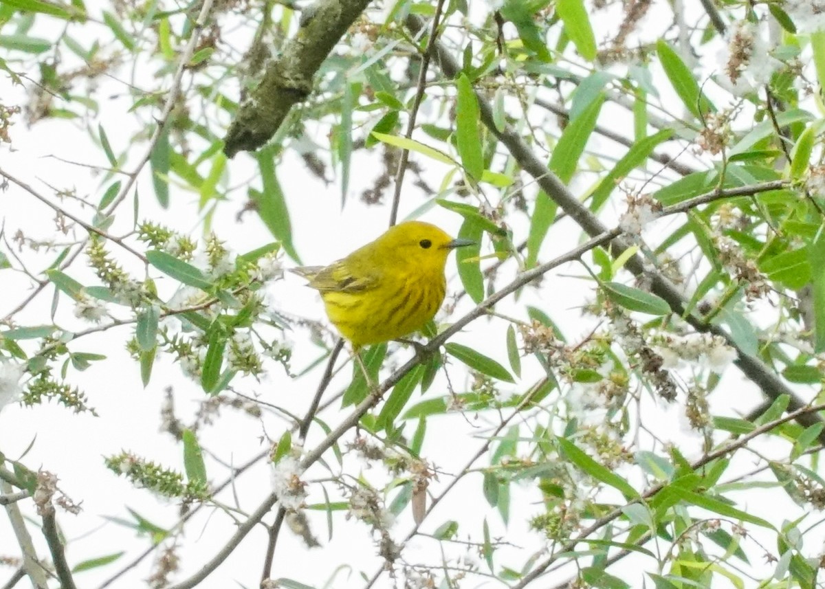 Yellow Warbler - Shawn Pfautsch