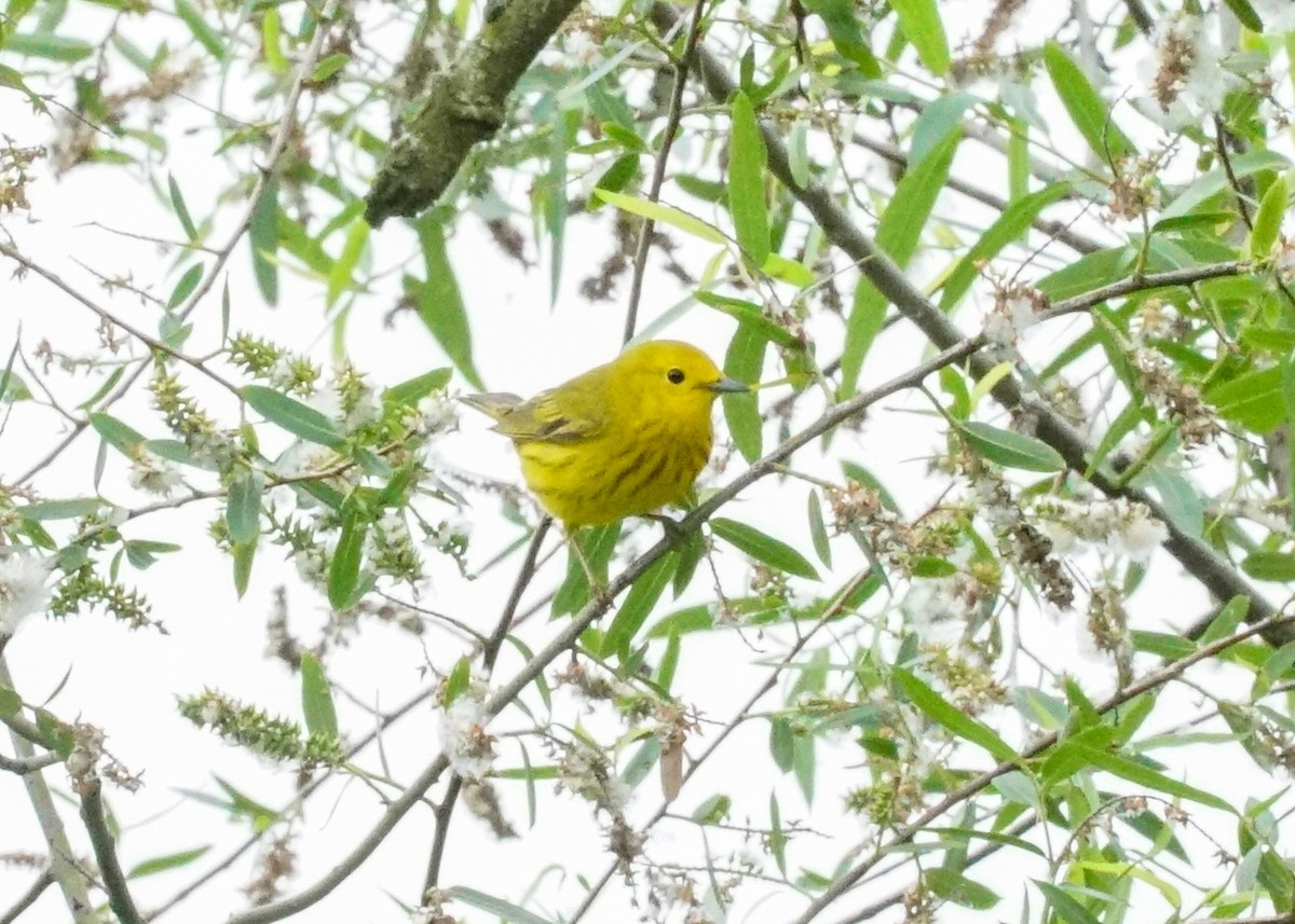 Yellow Warbler - Shawn Pfautsch