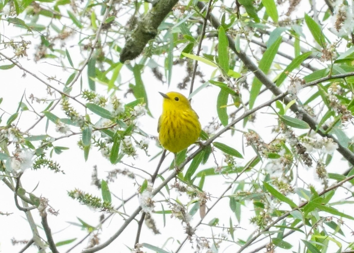 Yellow Warbler - Shawn Pfautsch