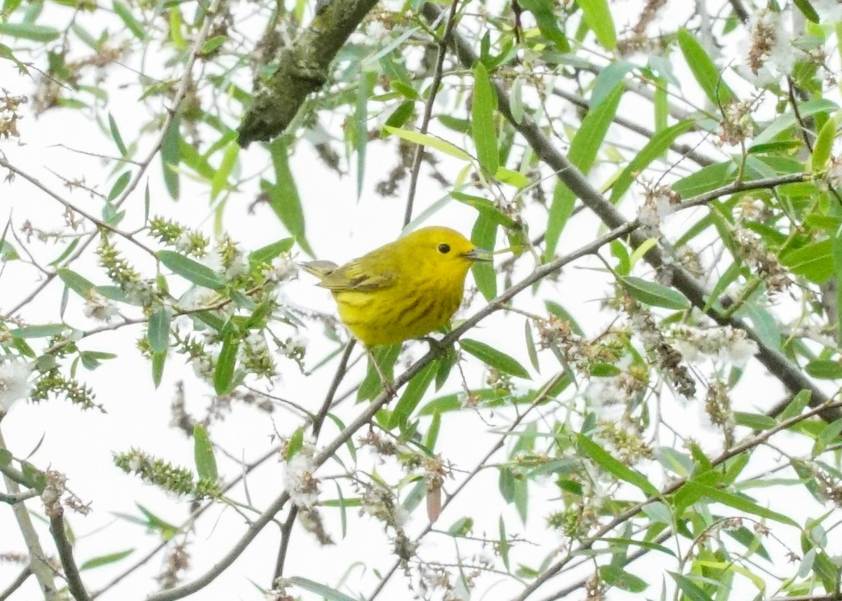 Yellow Warbler - Shawn Pfautsch