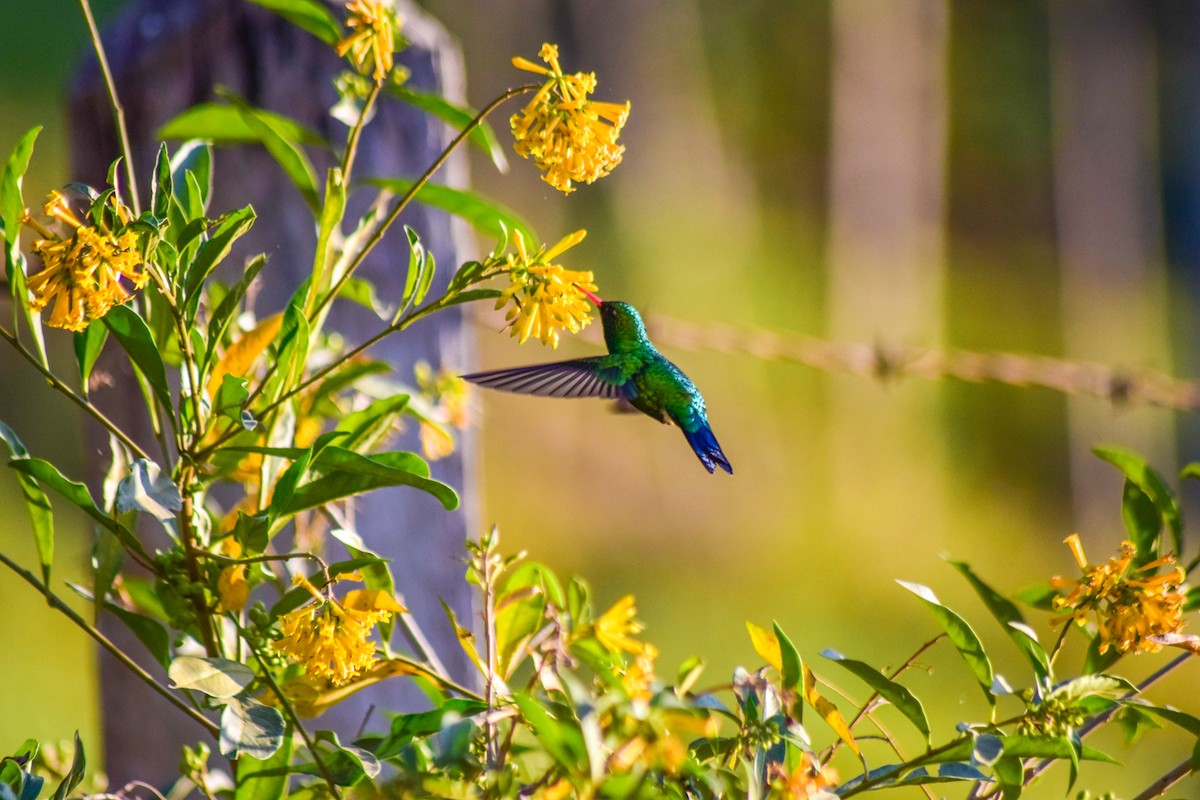 Glittering-bellied Emerald - PEDRO RIBEIRO NETO