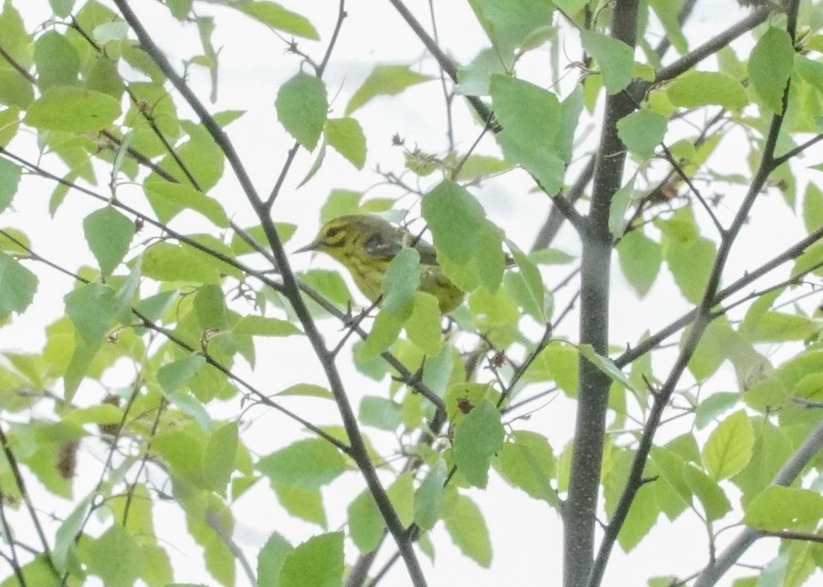 Prairie Warbler - Shawn Pfautsch