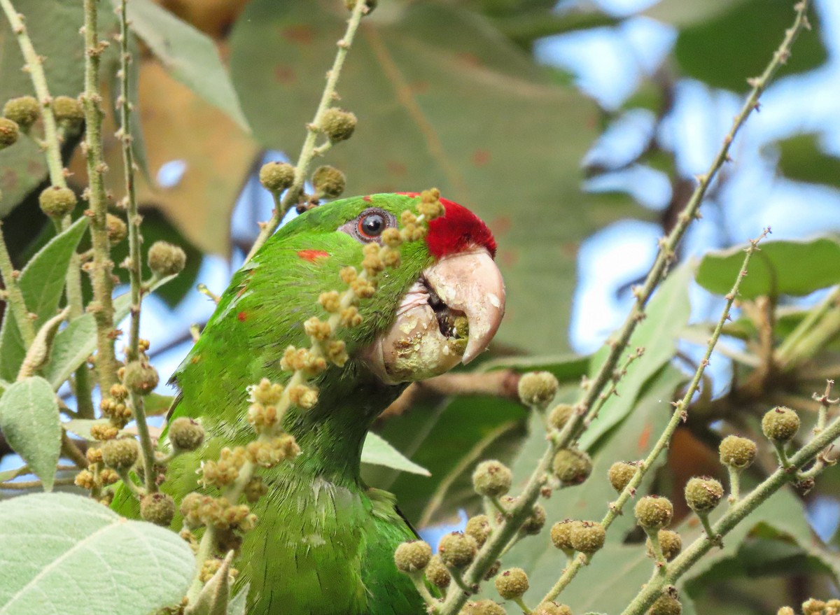 Scarlet-fronted Parakeet - Alejandro Williams Viveros