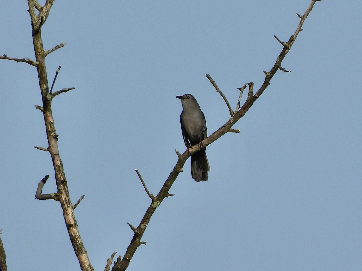 Gray Catbird - Jackie Delk