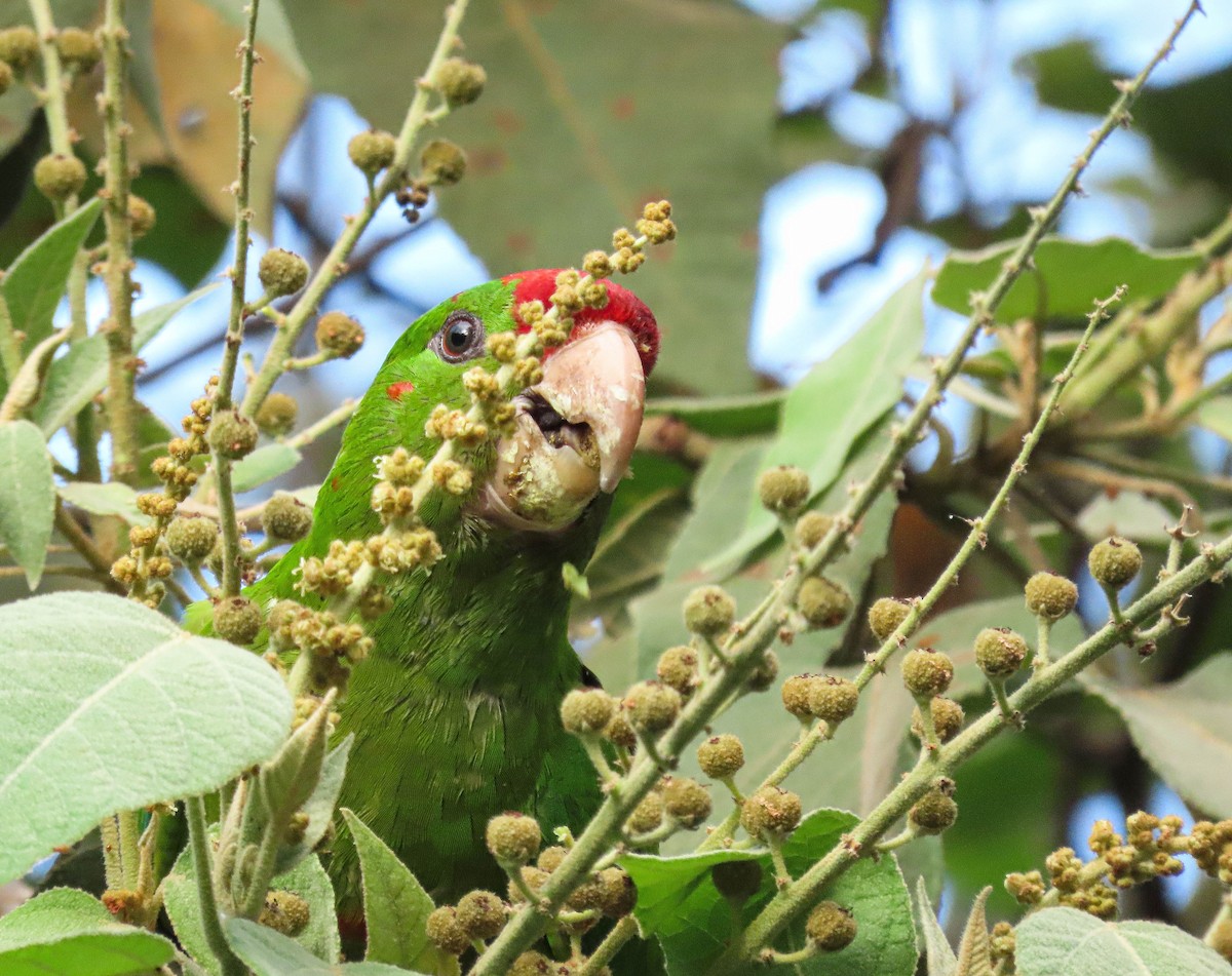 Scarlet-fronted Parakeet - Alejandro Williams Viveros