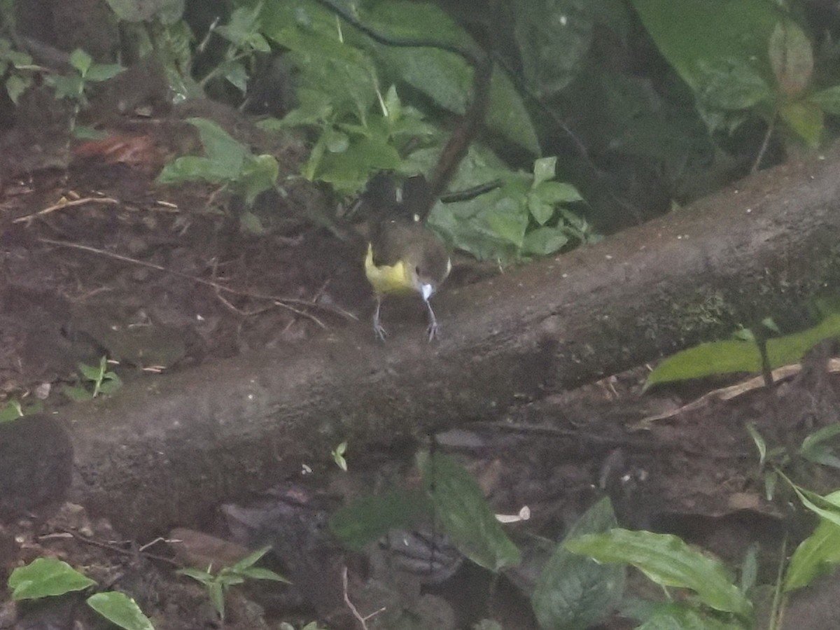 Flame-rumped Tanager (Lemon-rumped) - Bob Maddox