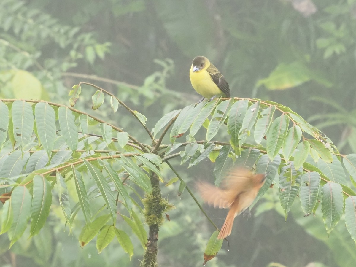 Flame-rumped Tanager (Lemon-rumped) - Bob Maddox