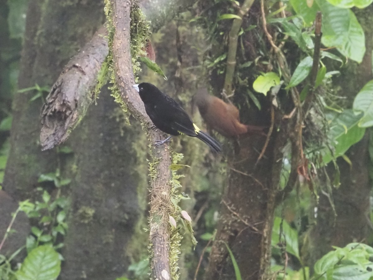 Flame-rumped Tanager (Lemon-rumped) - Bob Maddox