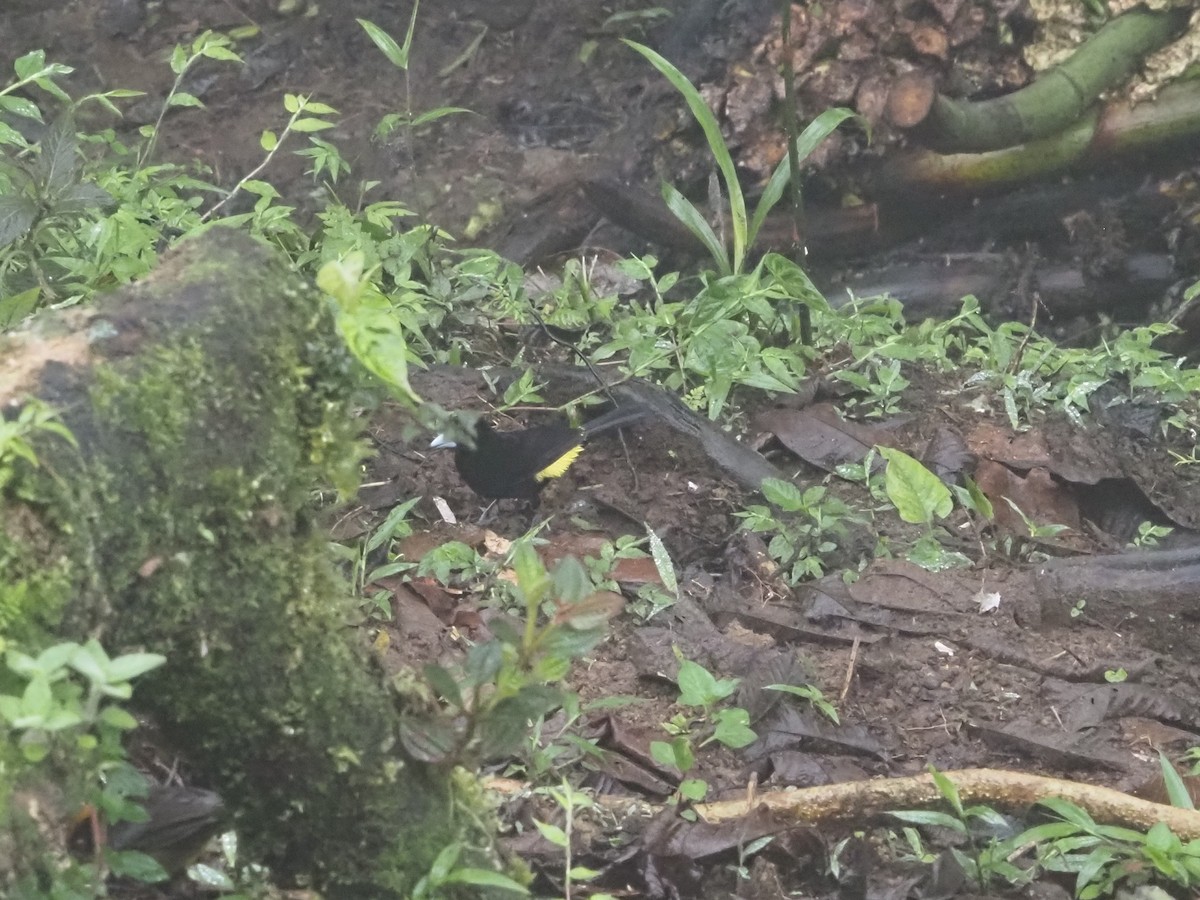 Flame-rumped Tanager (Lemon-rumped) - Bob Maddox