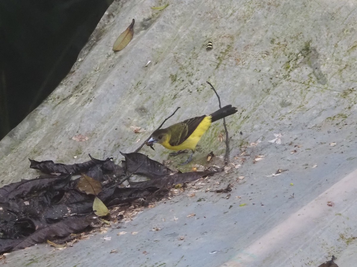 Flame-rumped Tanager (Lemon-rumped) - Bob Maddox