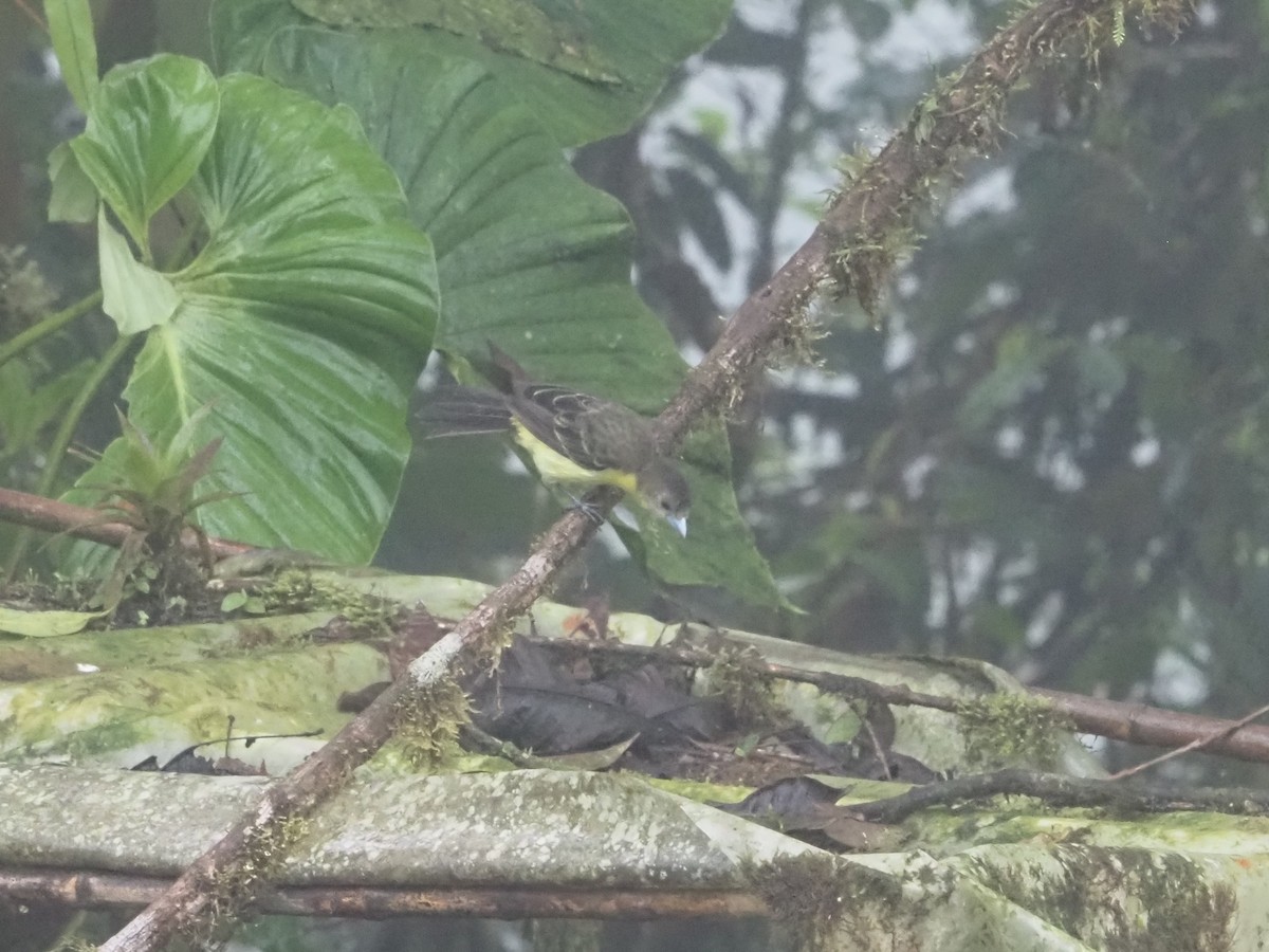 Flame-rumped Tanager (Lemon-rumped) - Bob Maddox