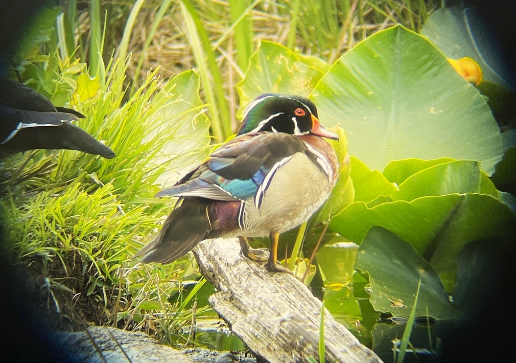 Wood Duck - Mark Vernon