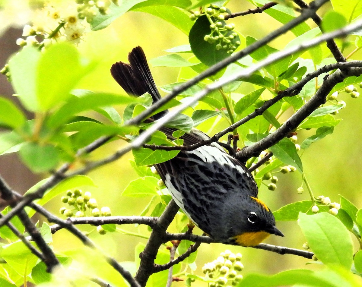 Yellow-rumped Warbler - Sharon Dewart-Hansen