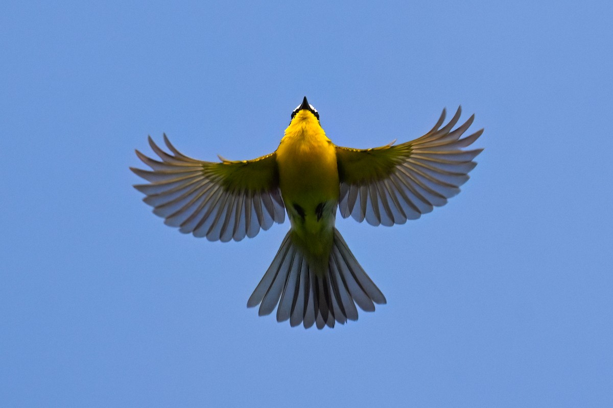 Yellow-breasted Chat - ML619359731