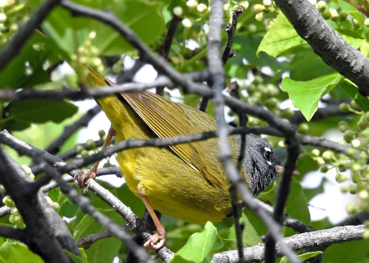 MacGillivray's Warbler - Sharon Dewart-Hansen