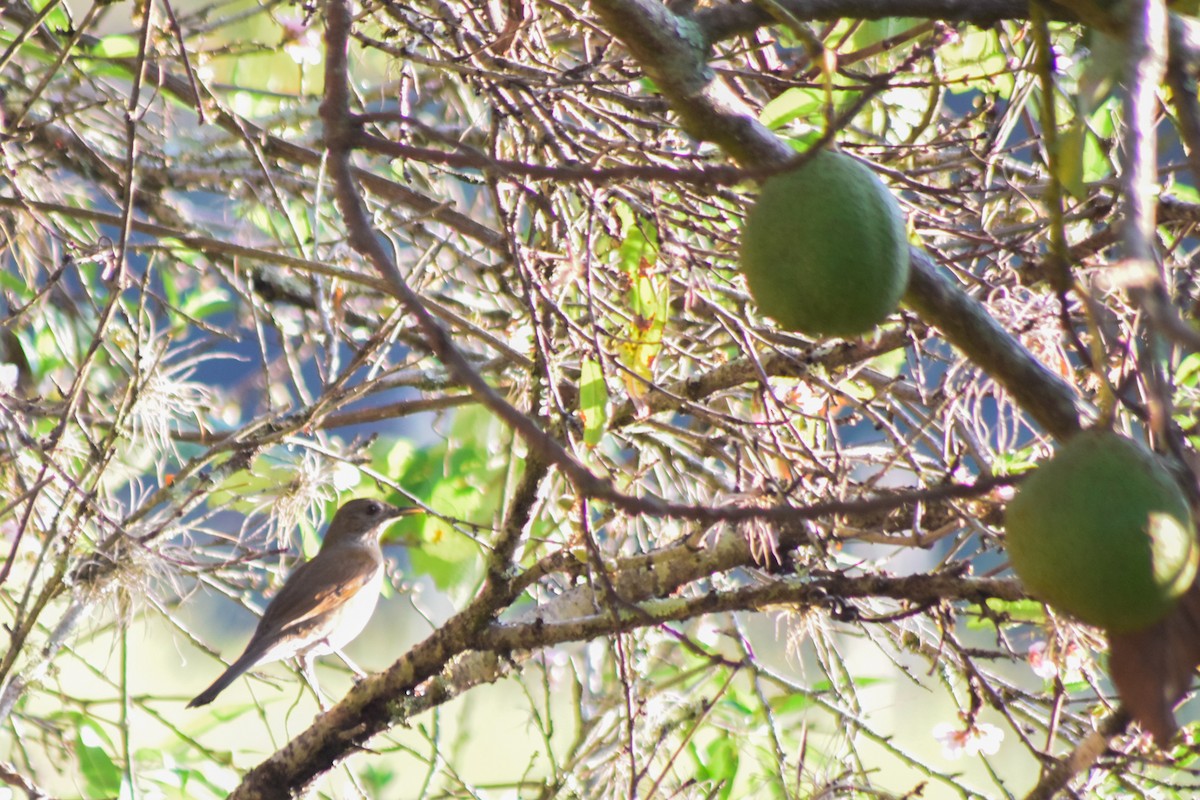 Pale-breasted Thrush - PEDRO RIBEIRO NETO