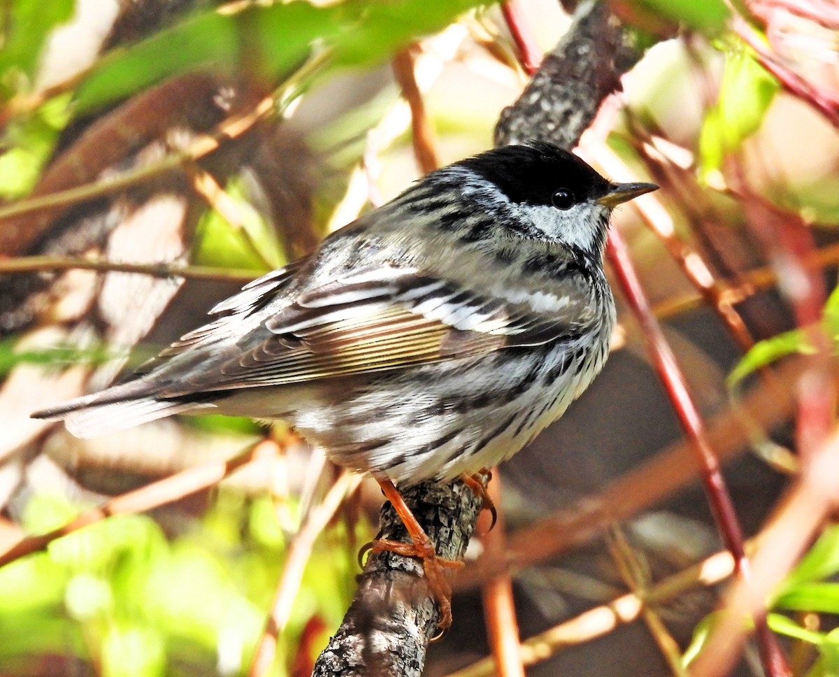 Blackpoll Warbler - ML619359744