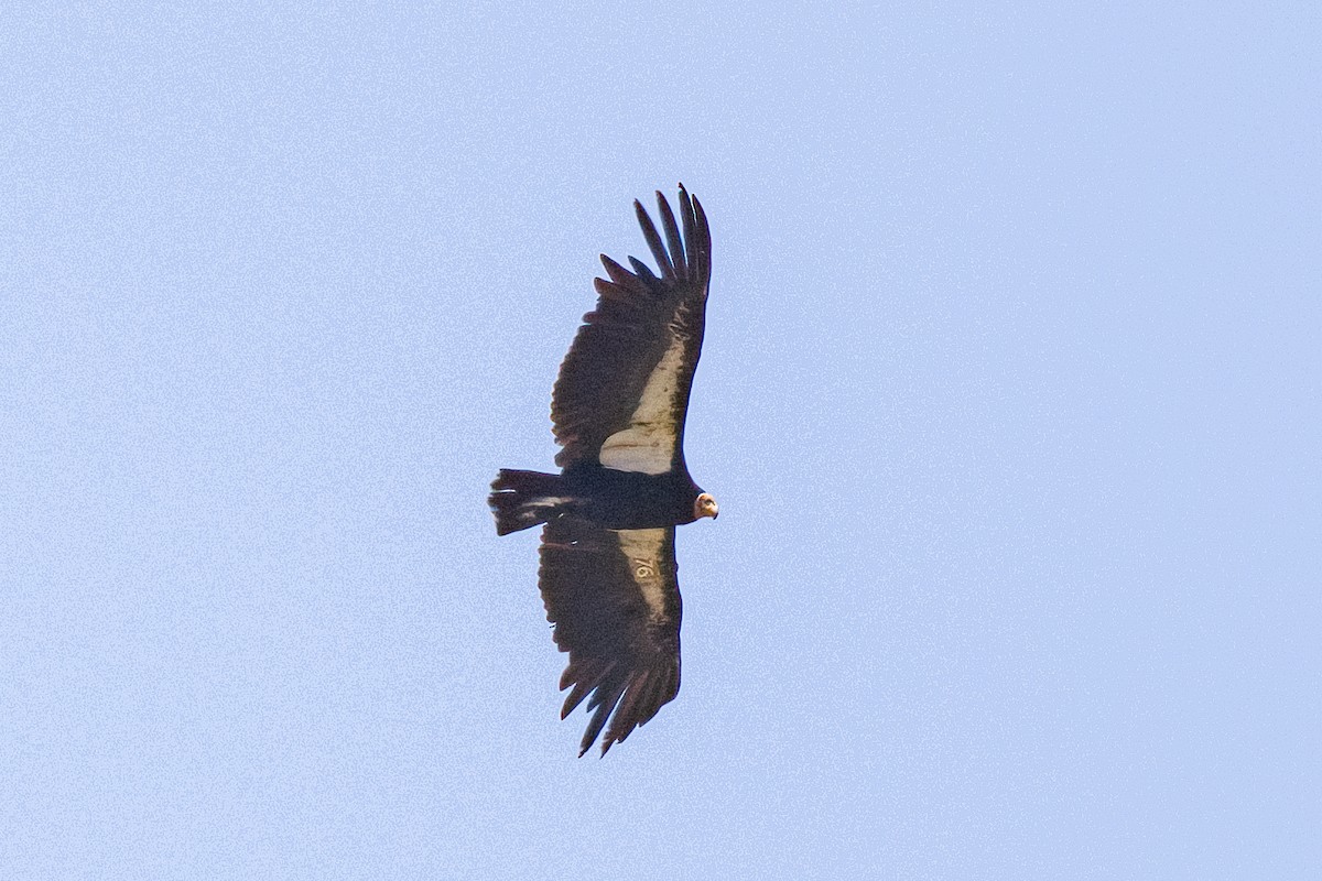 California Condor - Linus Blomqvist