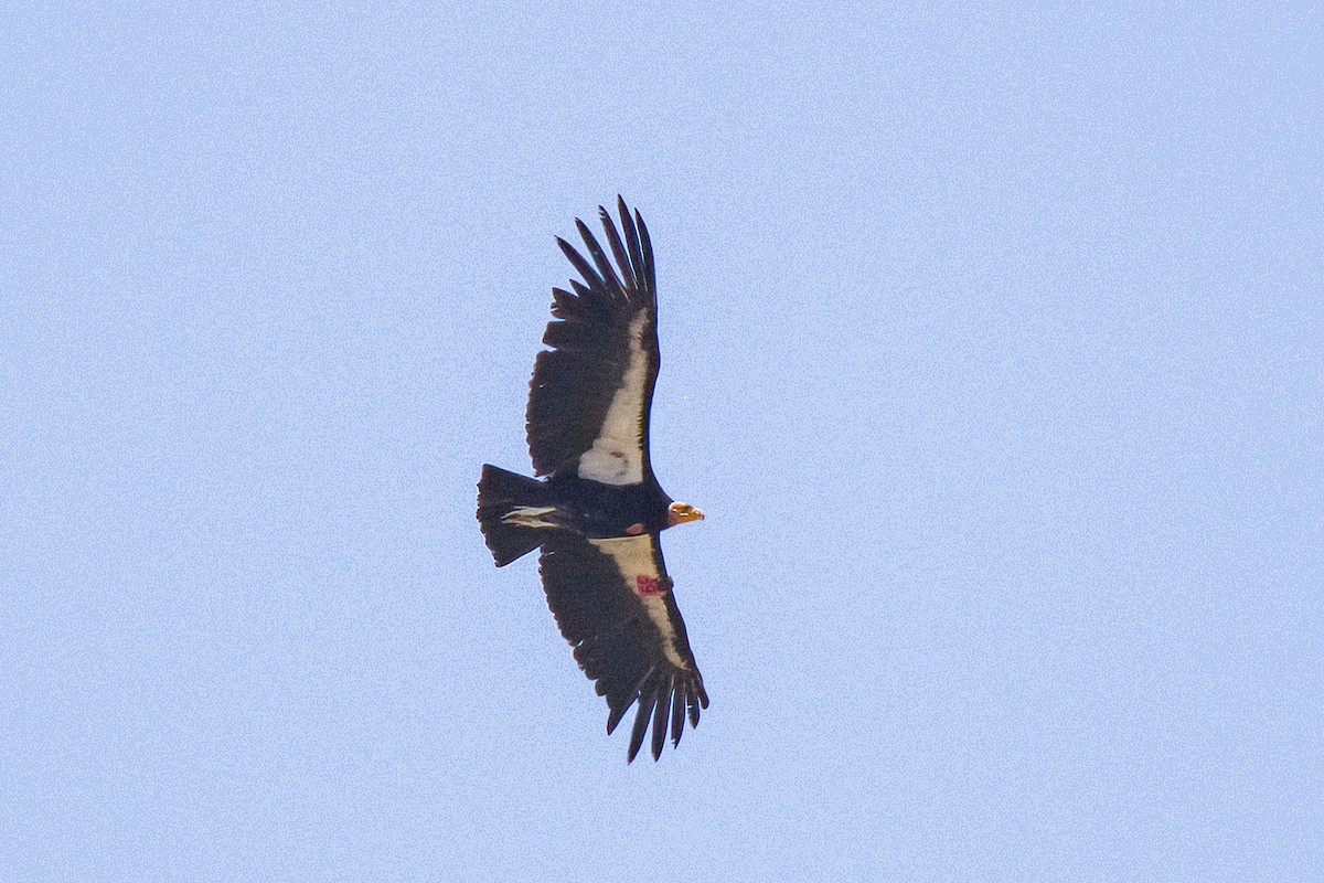 California Condor - Linus Blomqvist