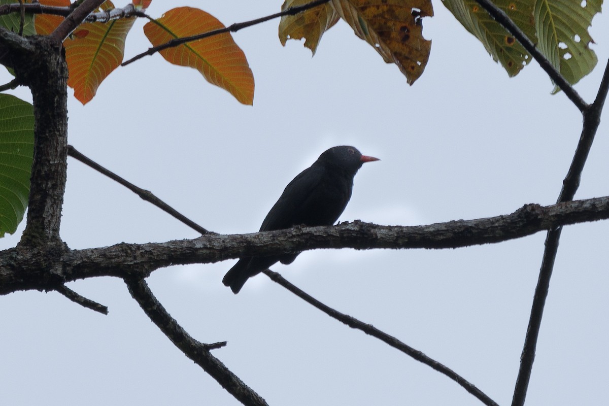 Black Oriole - ML619359765