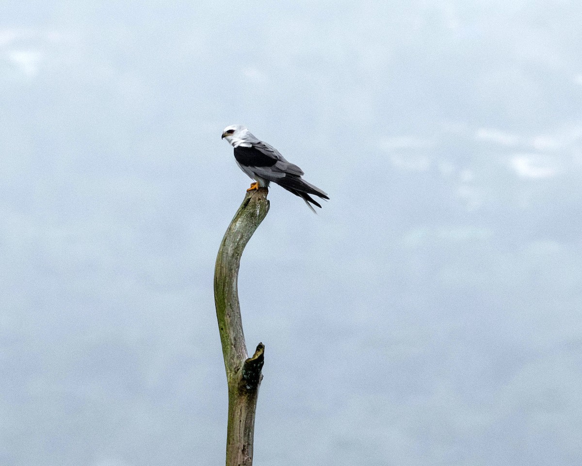 White-tailed Kite - Rich and Lynne Glassford