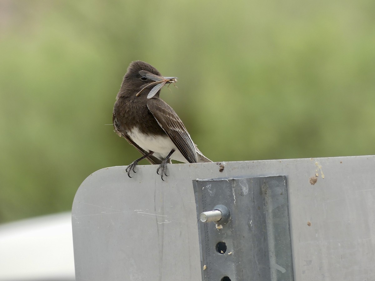 Black Phoebe - Dennis Wolter