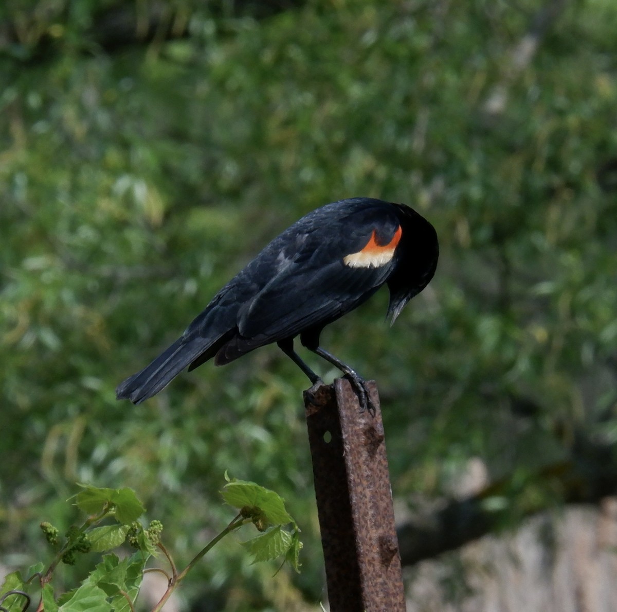 Red-winged Blackbird - Adrianne Knighton