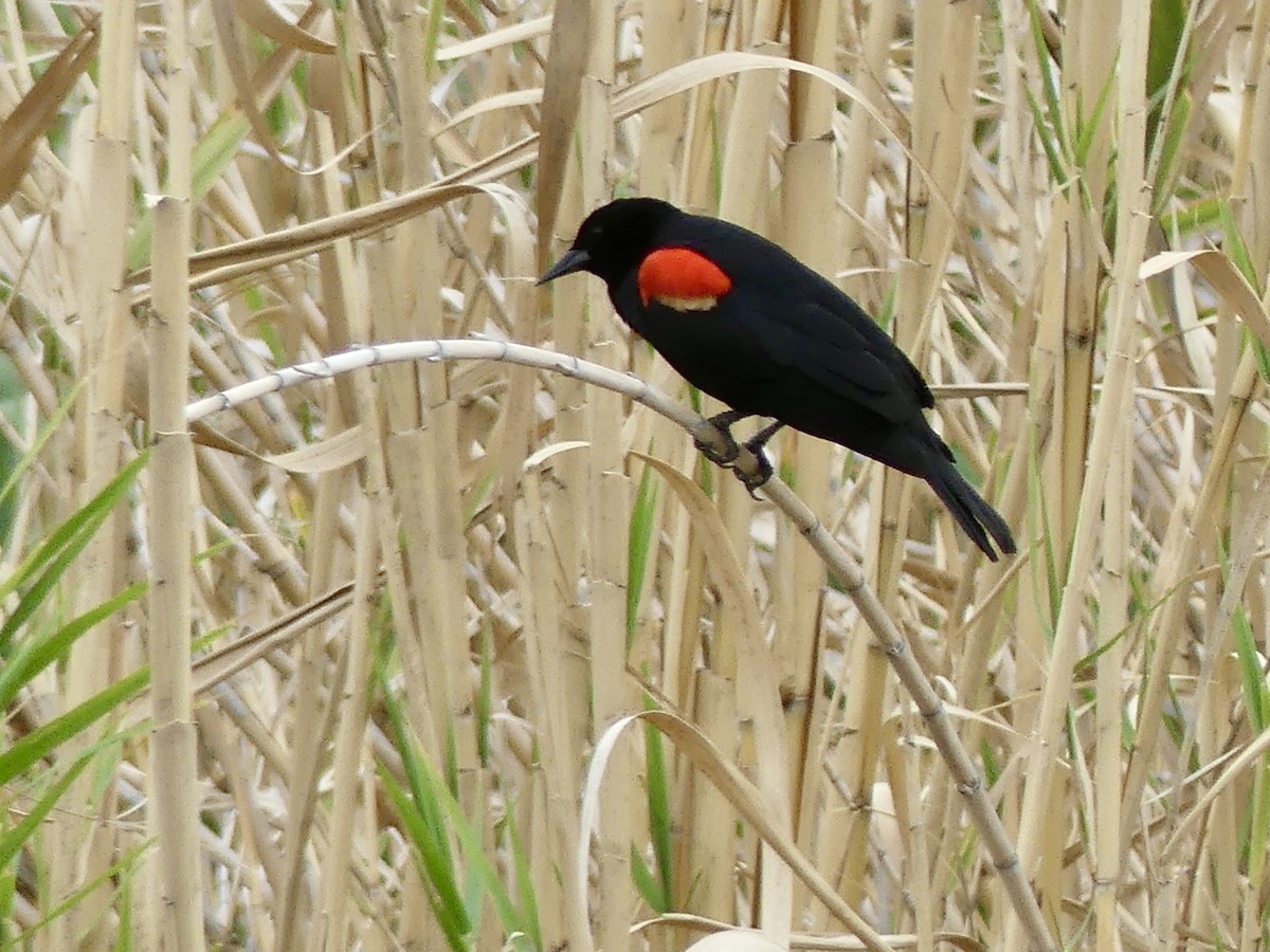 Red-winged Blackbird - Dennis Wolter