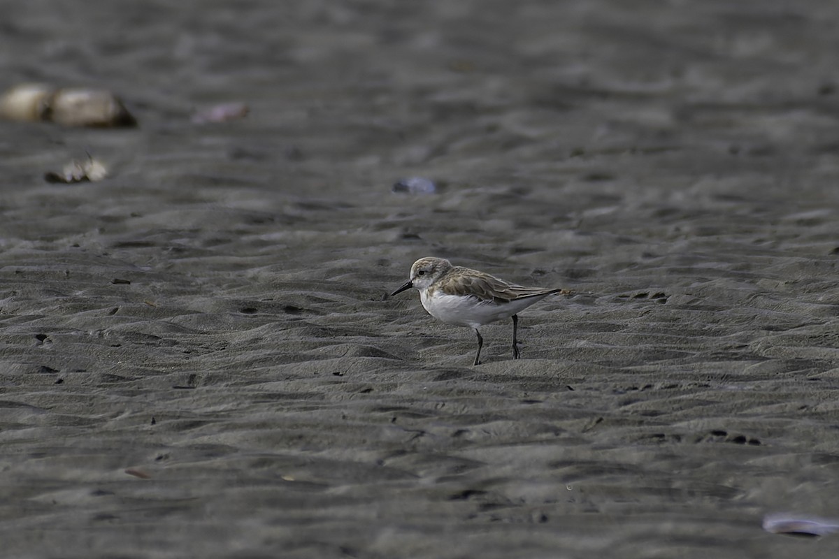 Semipalmated Sandpiper - George Roussey
