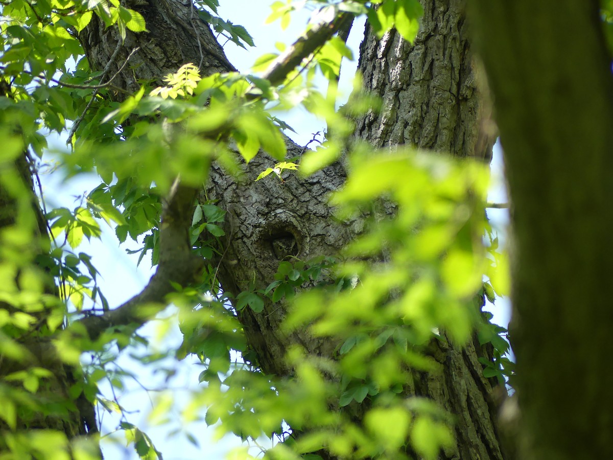 Eastern Screech-Owl - Dan Christensen