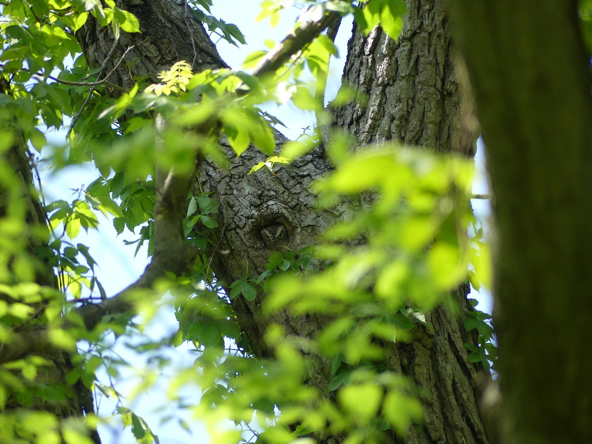 Eastern Screech-Owl - Dan Christensen