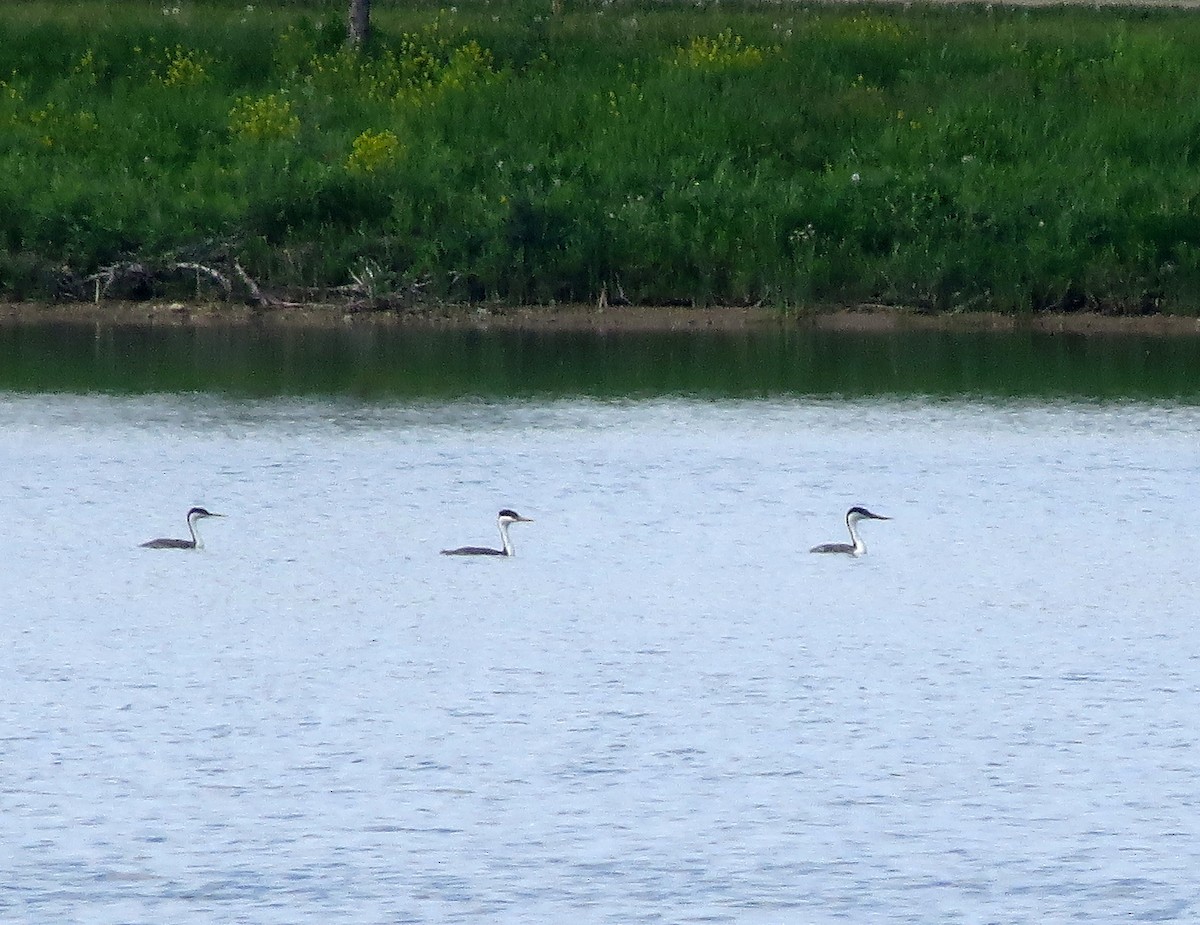 Western Grebe - Dave Gross