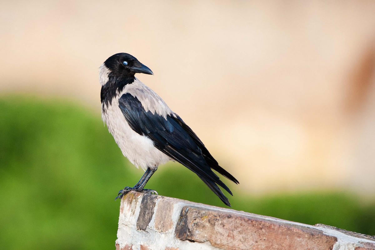 Hooded Crow - Jerry Chen