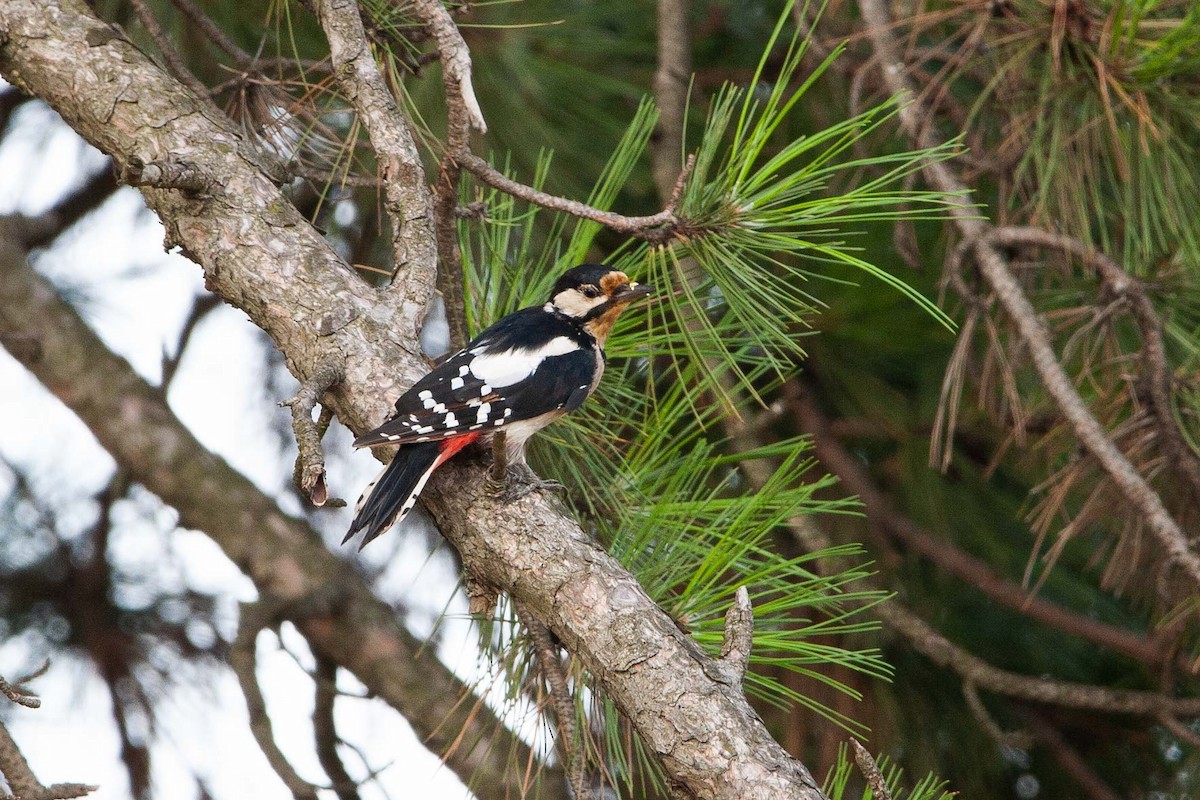 Great Spotted Woodpecker - Jerry Chen