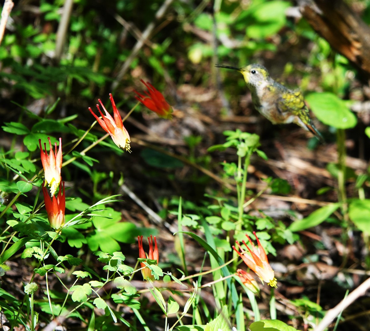 Broad-tailed Hummingbird - Rene Laubach