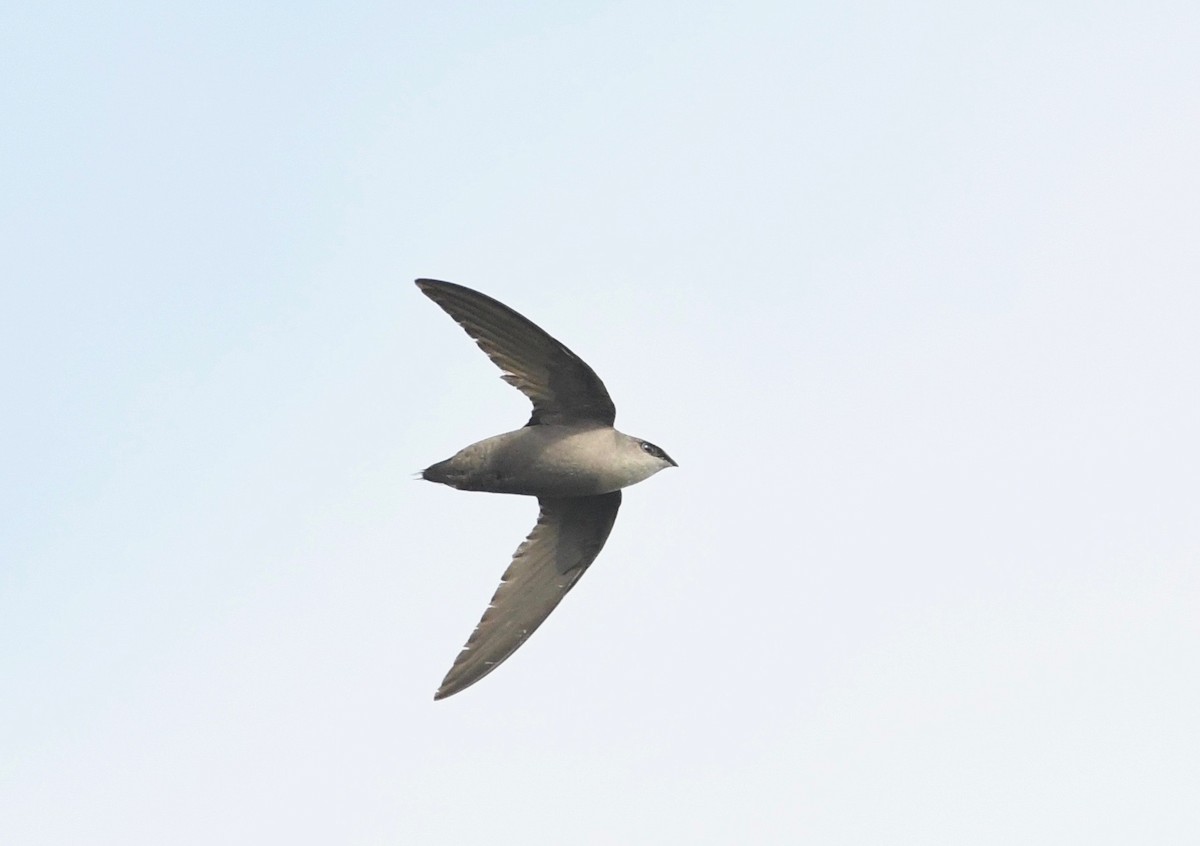 Chimney Swift - Peter Paul