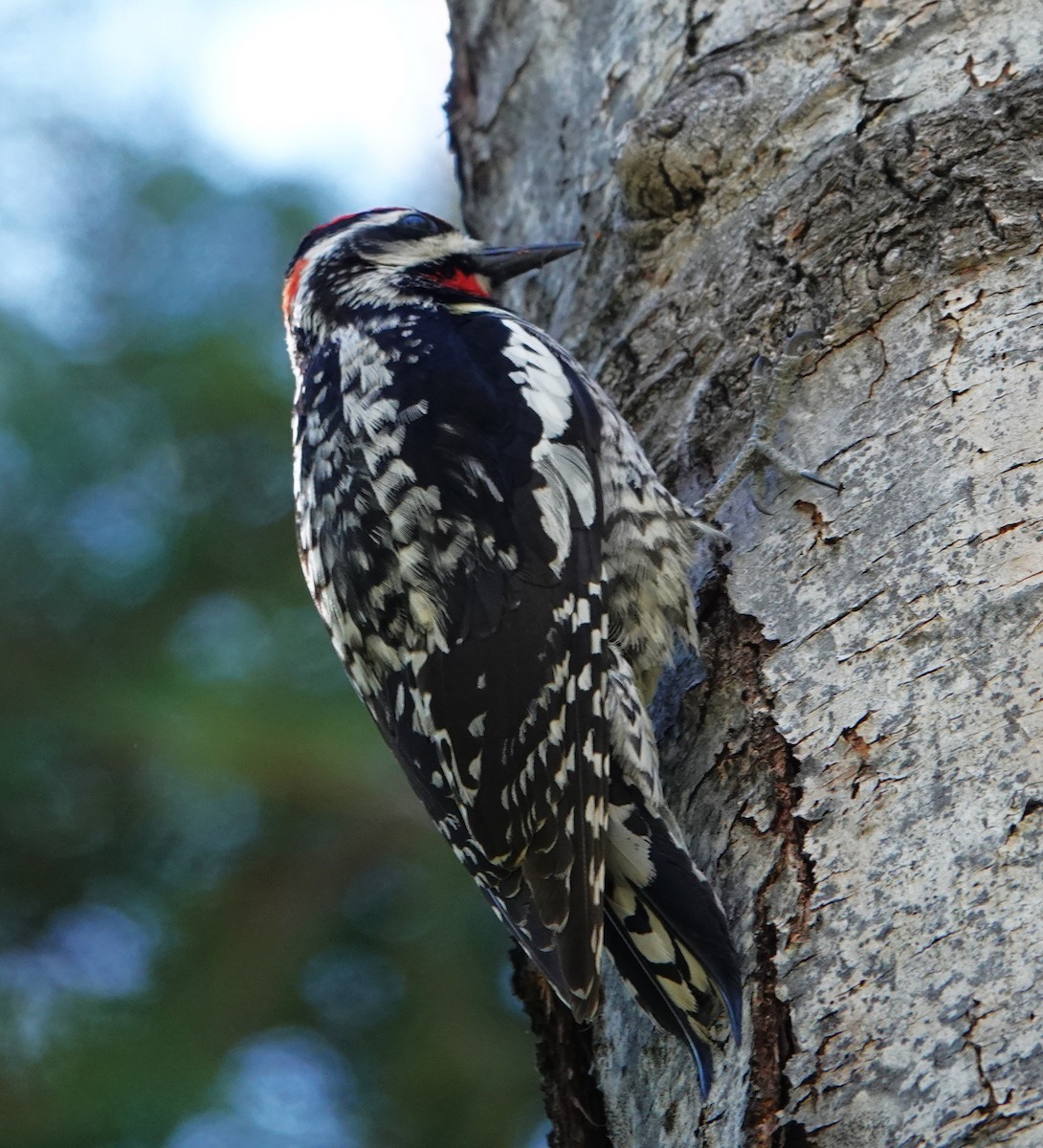 Red-naped Sapsucker - Rene Laubach