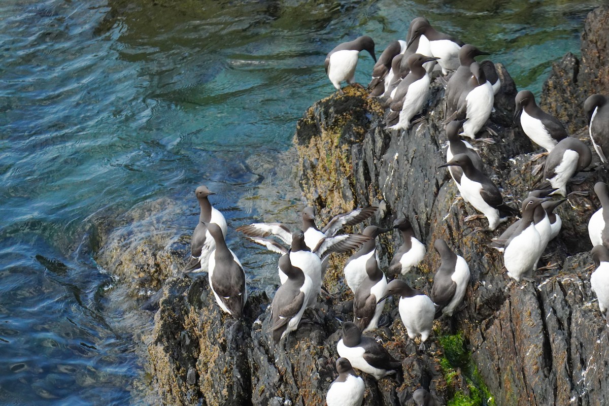 Common Murre - Xavier MENEZ