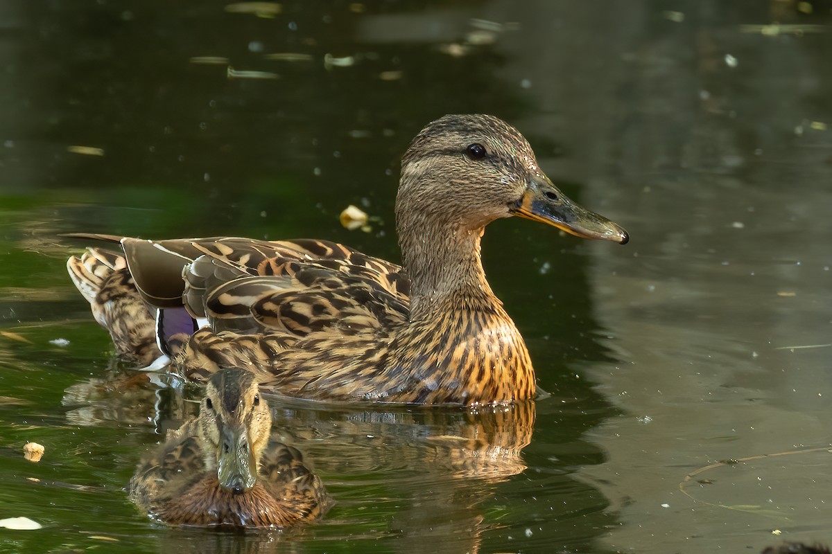 Canard colvert - ML619359933