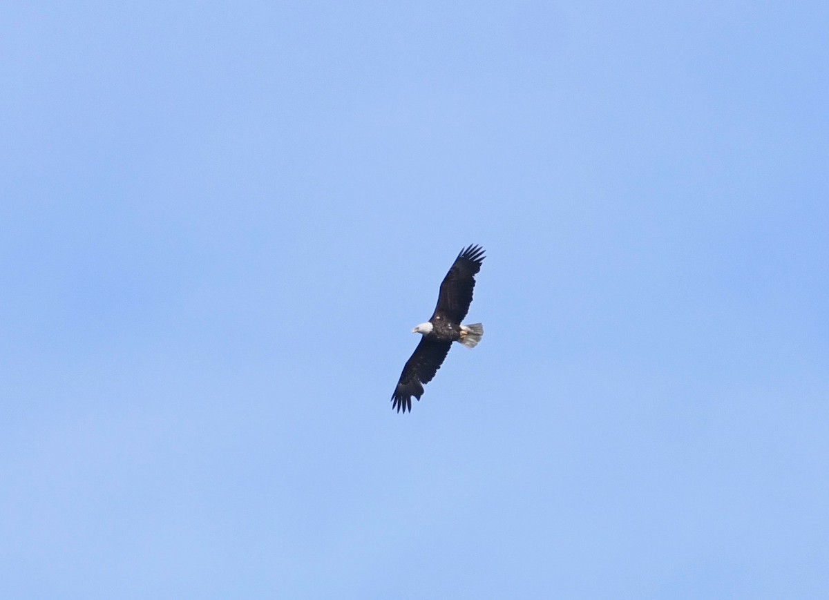 Bald Eagle - Peter Paul