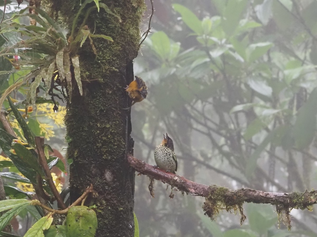 Rufous-throated Tanager - Bob Maddox