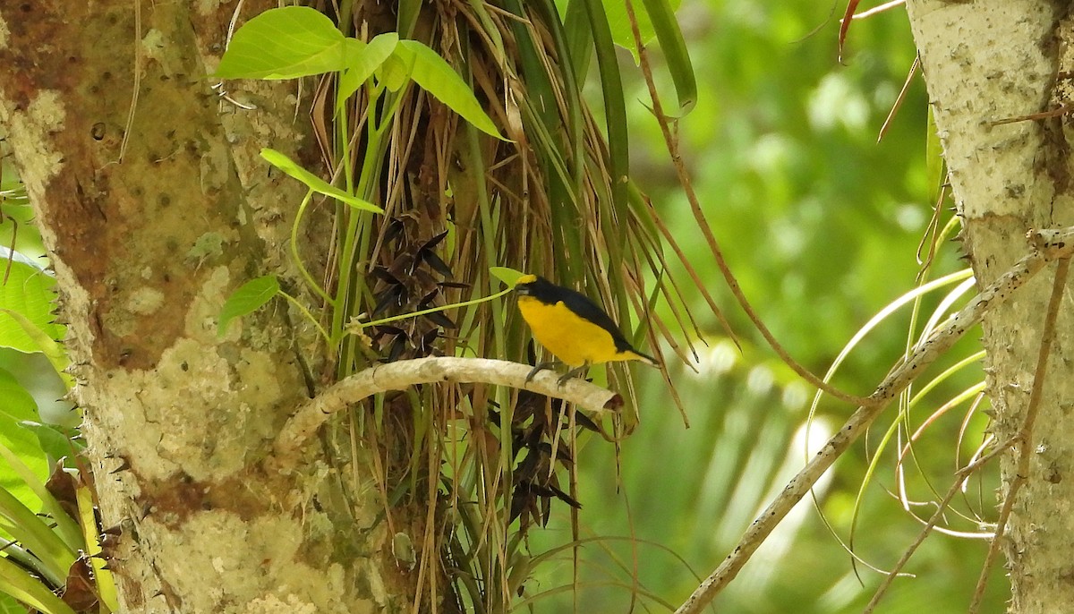 Thick-billed Euphonia - Manuel Pérez R.