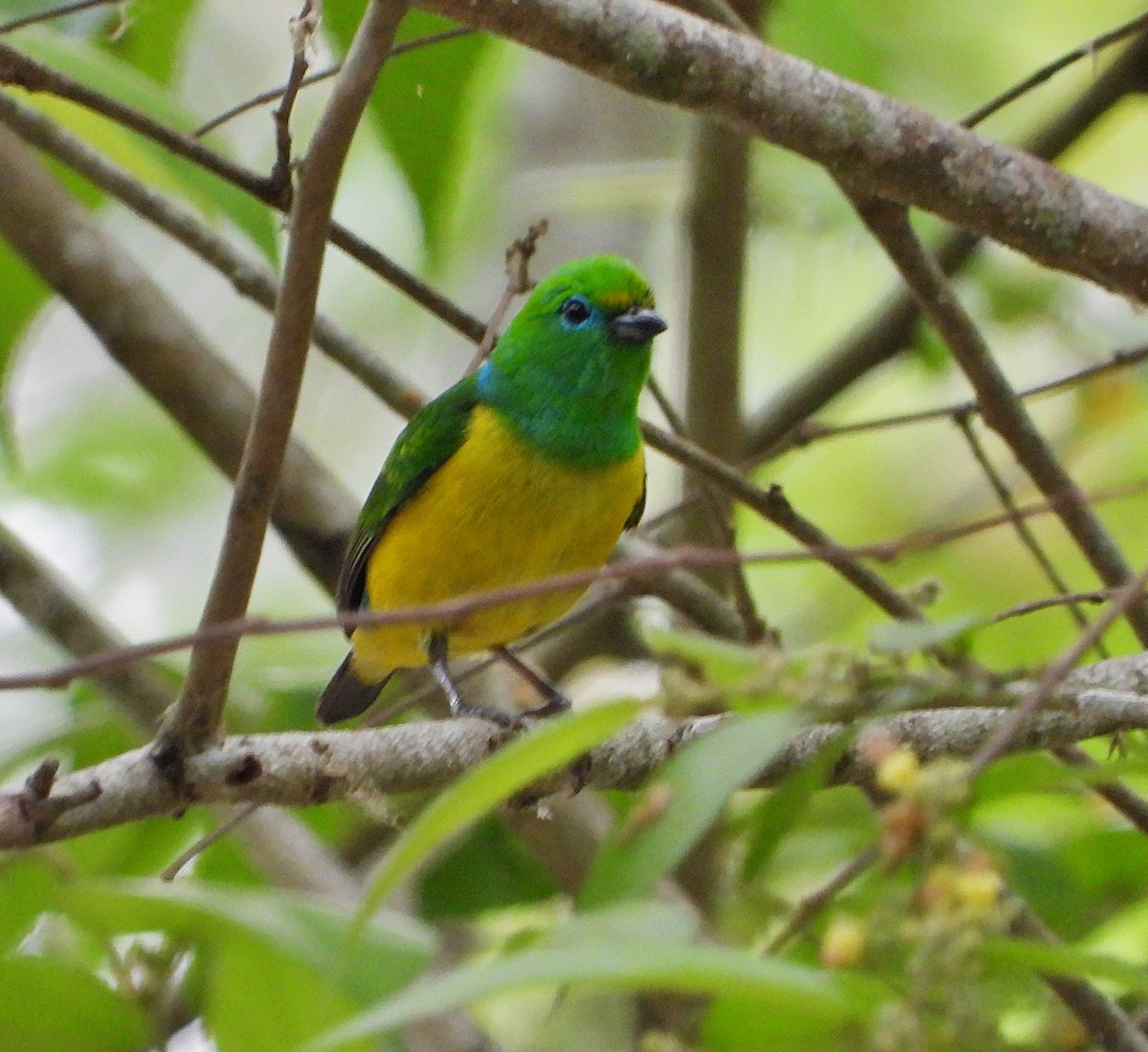 Blue-naped Chlorophonia - Manuel Pérez R.