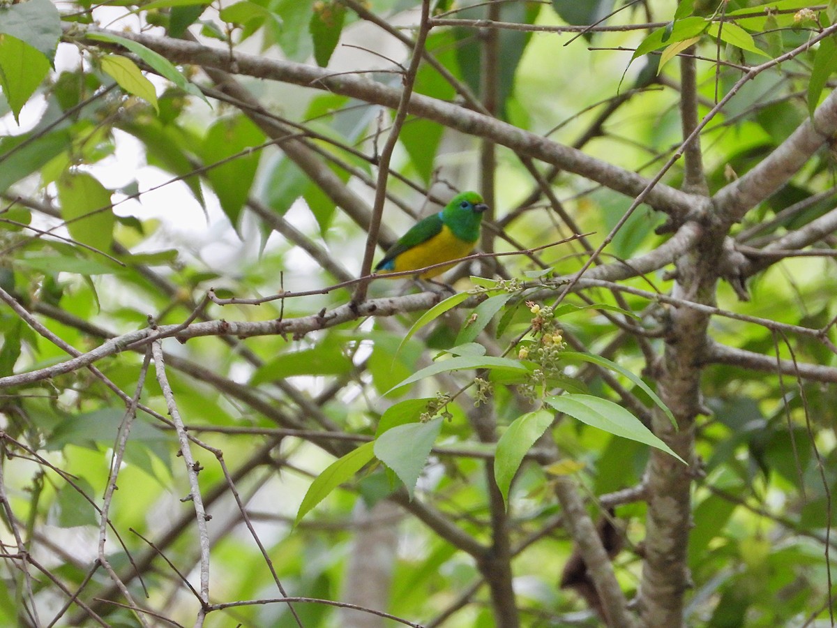 Blue-naped Chlorophonia - Manuel Pérez R.