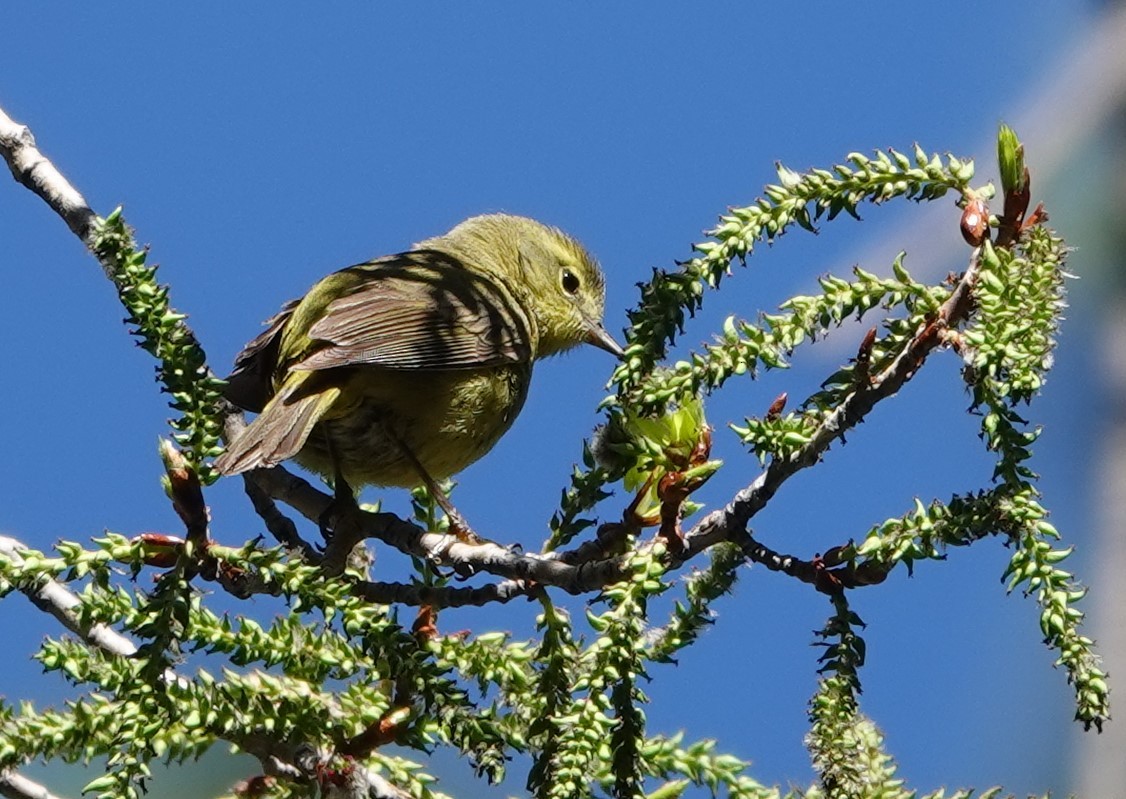 Orange-crowned Warbler - Rene Laubach