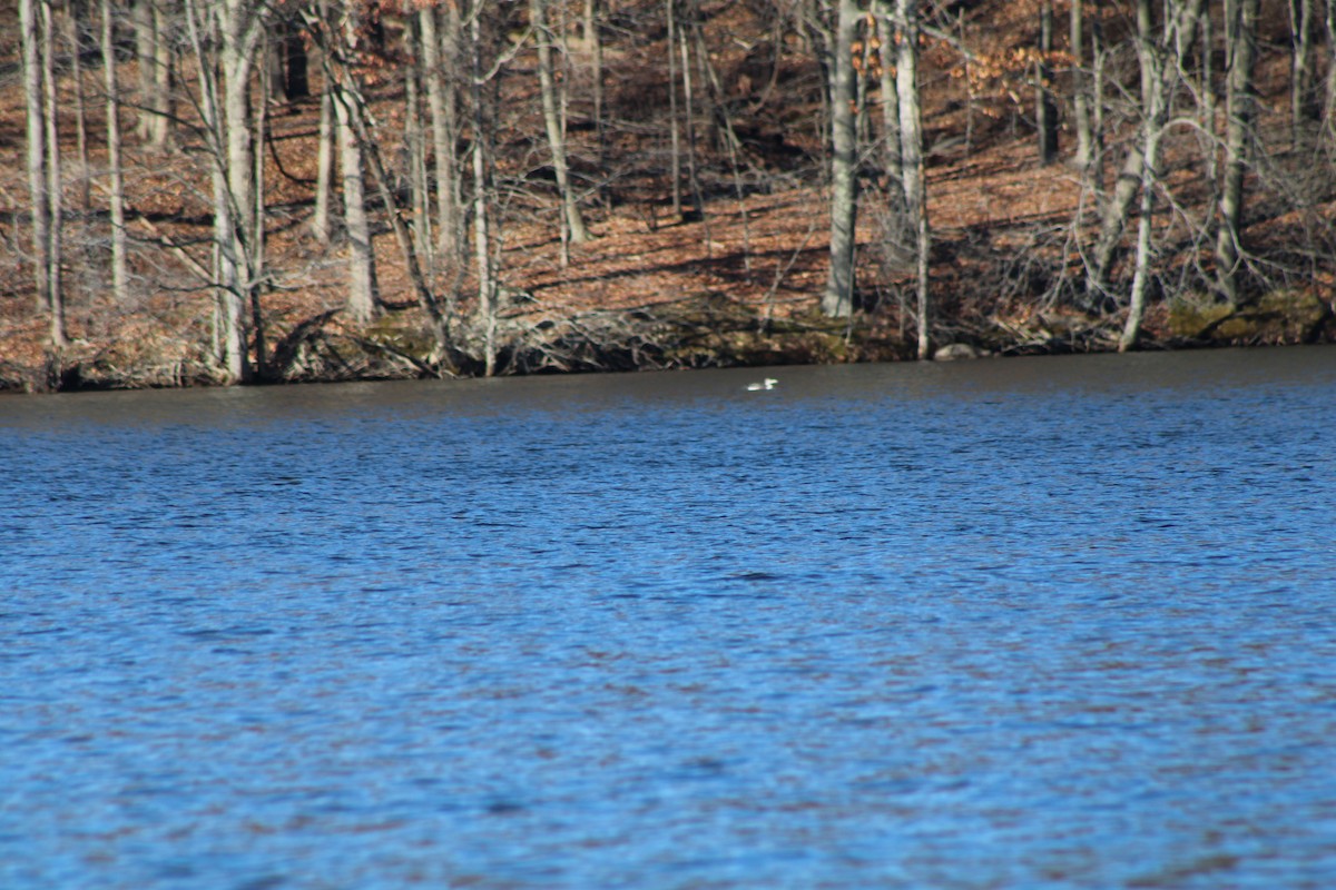 Common Loon - ML619359987